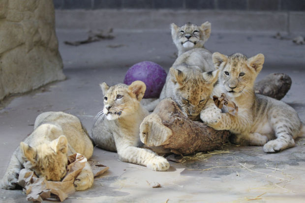 Lion Cubs